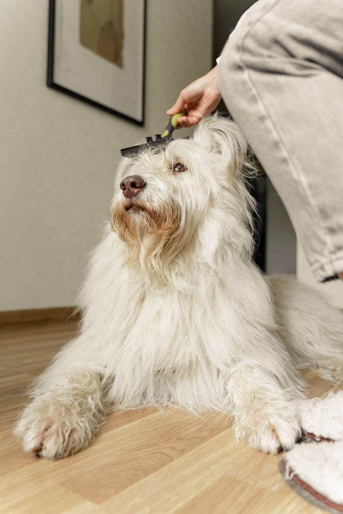 About A fluffy white dog is being brushed indoors, lying on a wooden floor, enjoying a grooming session.