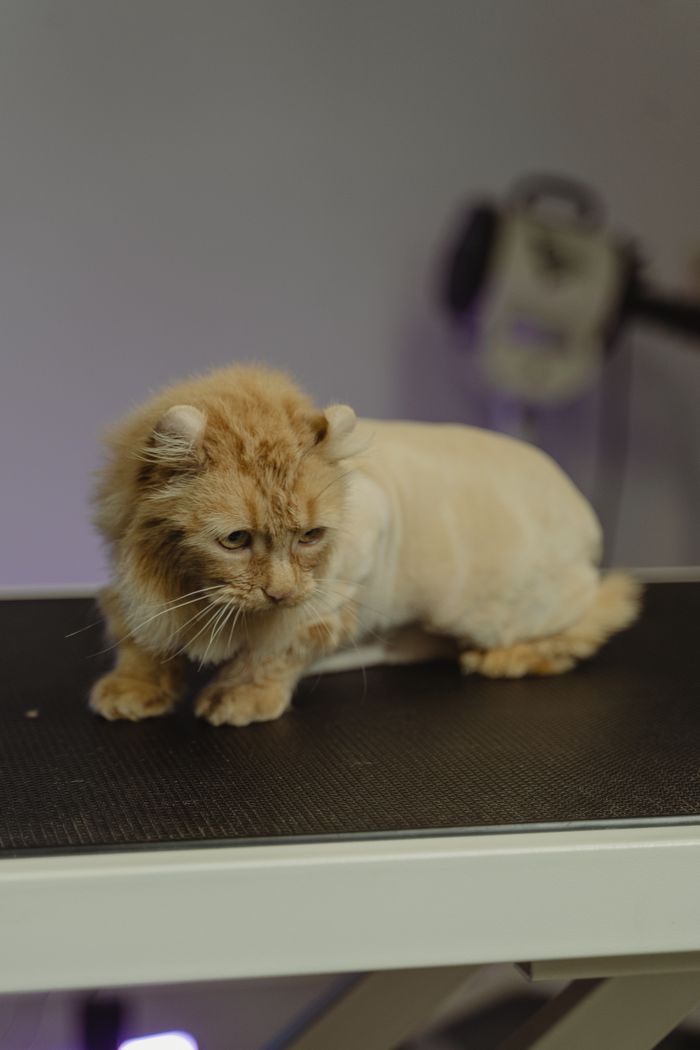 About Well groomed orange tabby cat with shaved fur sitting indoors.